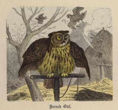 Horned Owl by Friedrich Specht