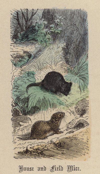 House and Field Mice by Friedrich Specht