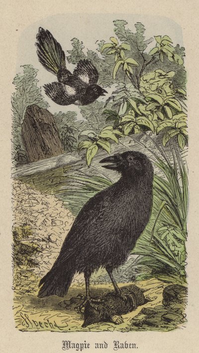Magpie and Raven by Friedrich Specht
