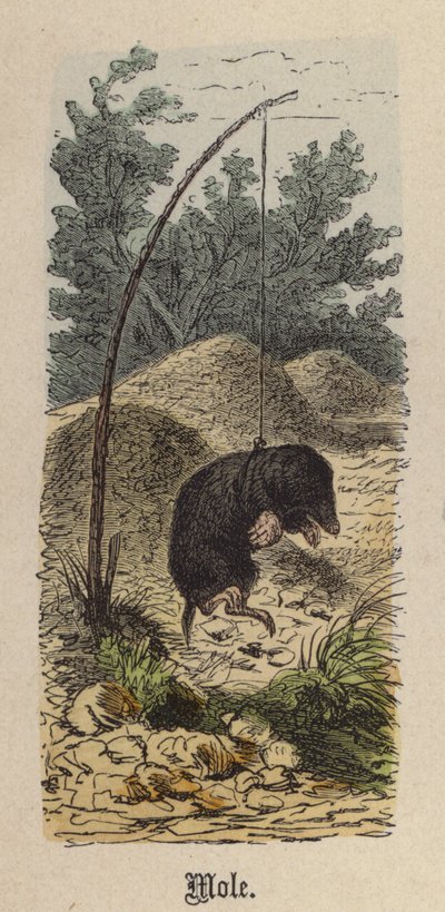 Mole by Friedrich Specht