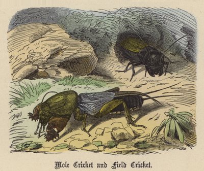 Mole Cricket and Field Cricket by Friedrich Specht