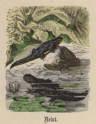 Newt by Friedrich Specht