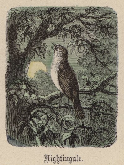 Nightingale by Friedrich Specht