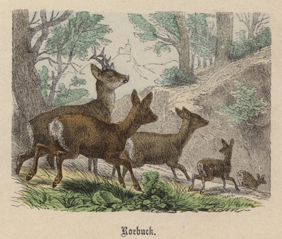 Roebuck by Friedrich Specht