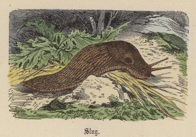 Slug by Friedrich Specht