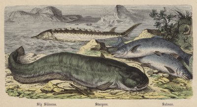 Sly Silourus, Sturgeon, Salmon by Friedrich Specht