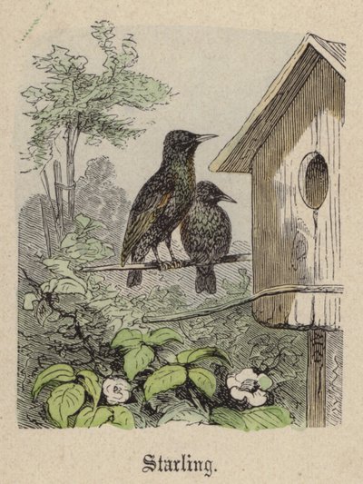 Starling by Friedrich Specht