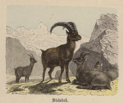 Steinbok by Friedrich Specht