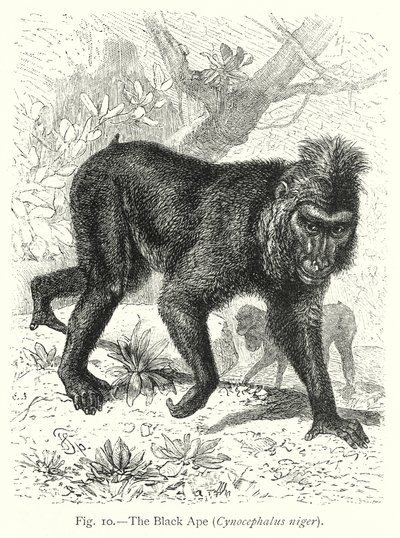  by Friedrich Specht