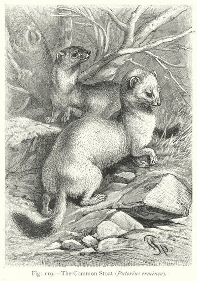  by Friedrich Specht