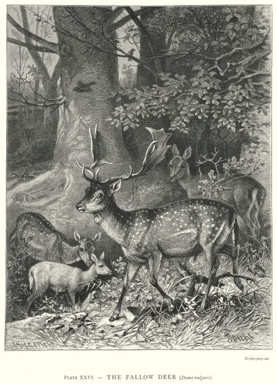  by Friedrich Specht