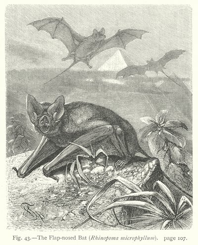  by Friedrich Specht
