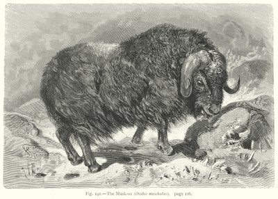  by Friedrich Specht