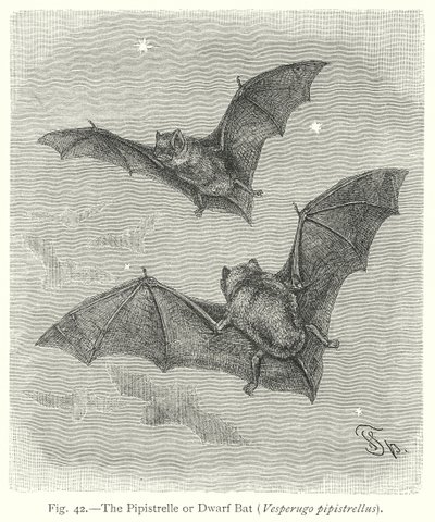  by Friedrich Specht