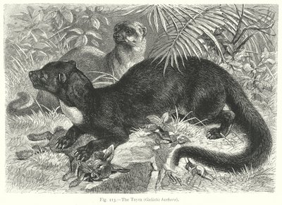 The Tayra (Galictis Barbara) (engraving) by Friedrich Specht