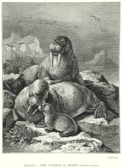  by Friedrich Specht