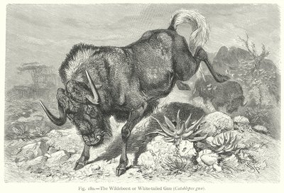  by Friedrich Specht