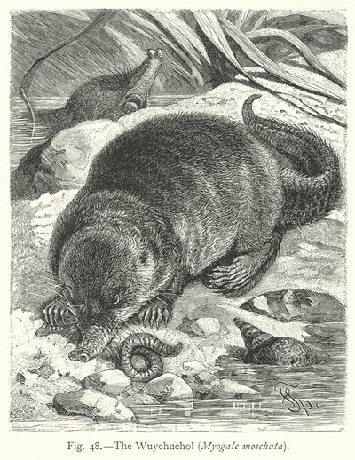  by Friedrich Specht