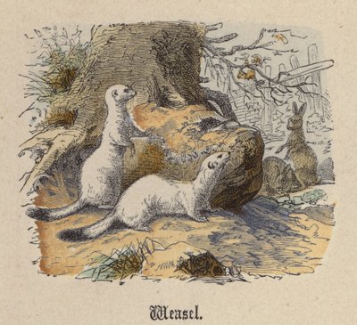 Weasel by Friedrich Specht