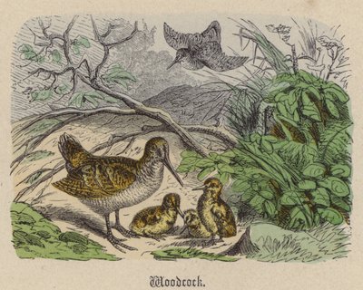 Woodcock by Friedrich Specht