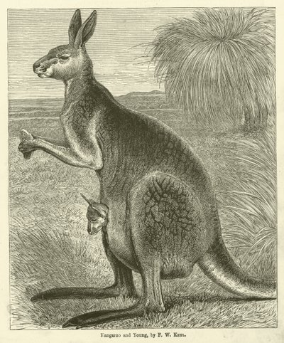 Kangaroo and Young by Friedrich Wilhelm Keyl