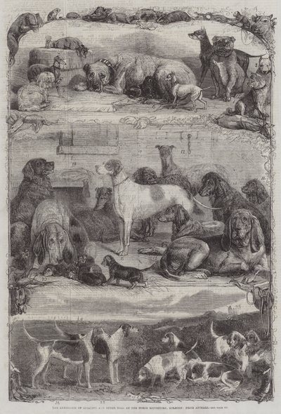 The Exhibition of Sporting and other Dogs at the Horse Repository, Holborn, Prize Animals by Friedrich Wilhelm Keyl