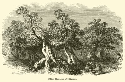 Olive Gardens of Oliveras by G. F. Sargent
