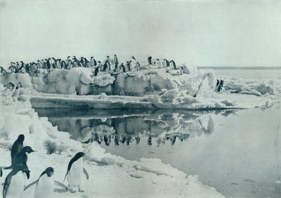 Penguins on Ice-Foot by G. Murray Levick