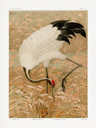 Sarus Crane In Rice Field by G.a. Audsley