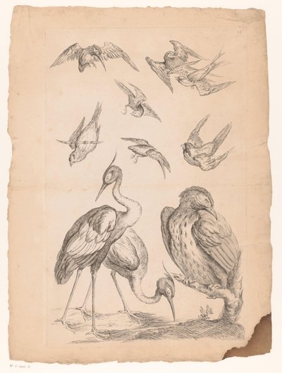 Ten Chinese Birds, Including Two Herons and a Kingfisher by Gabriel Huquier (attributed to)