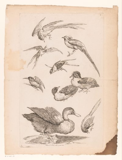 Nine Chinese Birds, Including Ducks, a Kingfisher, and Possibly Birds of Paradise by Gabriel Huquier