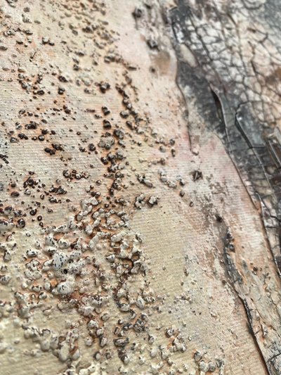 Weathered Organic Textures by Gabriela Aleksandra Szuba