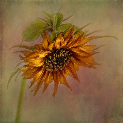 Golden Autumn Sunflower by Gaille Gray