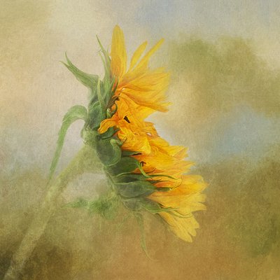 Golden Sunflower Glow by Gaille Gray