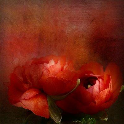 Vibrant Red Blooms by Gaille Gray