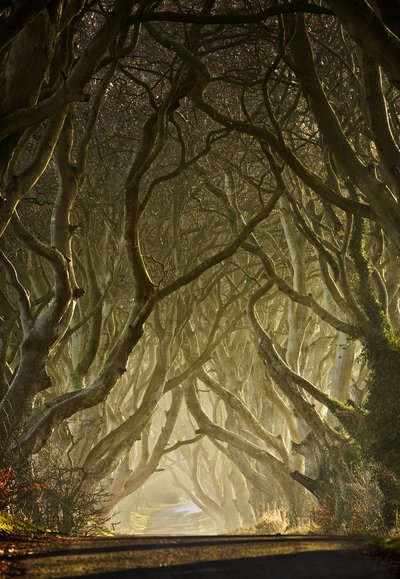 Enchanted Tree Tunnel by Gary McParland