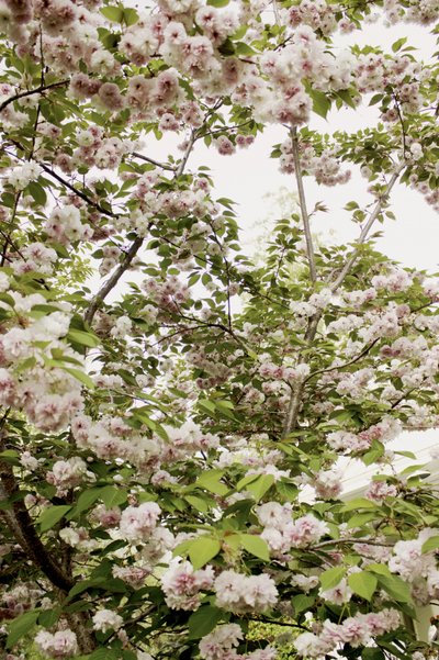 Cherry Blossoms Spring by Gemma Bardot