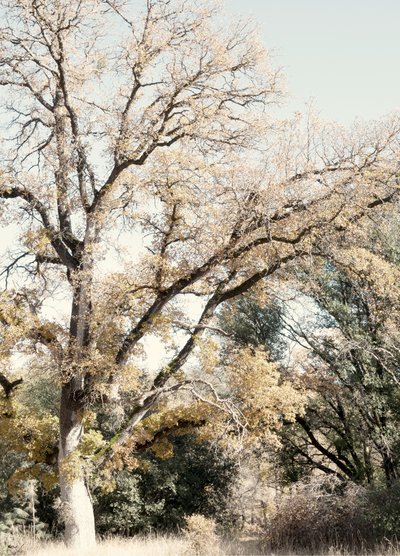 Golden Autumn Woodland by Gemma Bardot