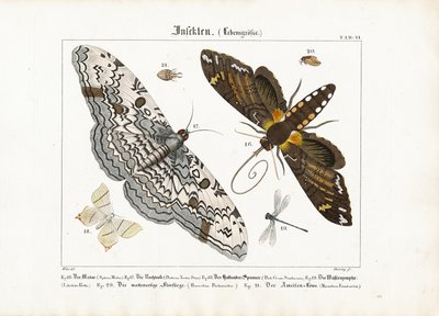 European Moths, Dragonflies and an Antlion by Georg Bretzing
