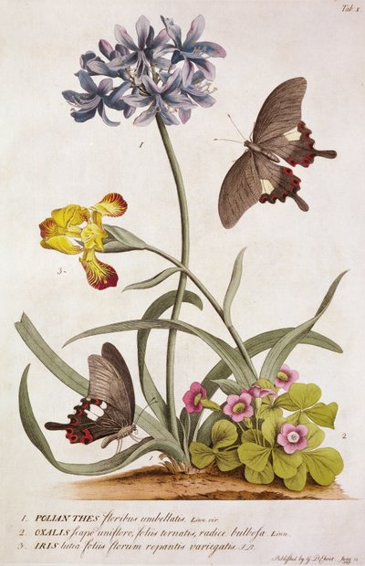 Agapanthus Africanus, Iris Variegata and a Species of Oxalis, from "Plantae et Papiliones Rariores" by Georg Dionysius Ehret