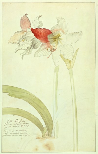 Amaryllis: Lilio-Narcissus, Indicus by Georg Dionysius Ehret