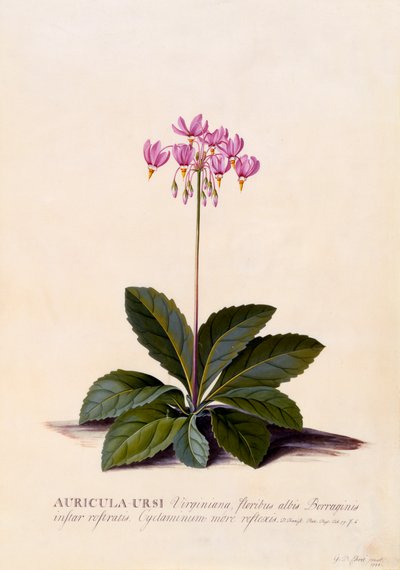 Aricula Ursi Shooting Star, c. 1744 hand coloured engraving by "Georg Dionysius Ehret
