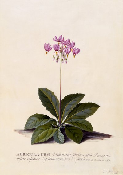 Aricula ursi, Shooting Star by Georg Dionysius Ehret