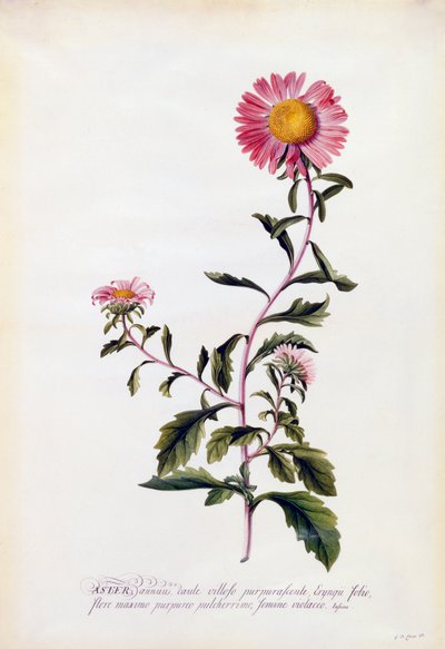 Aster by "Georg Dionysius Ehret