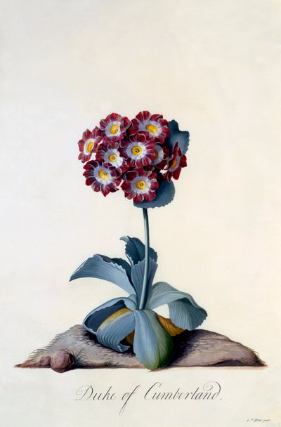 Auricula Duke of Cumberland, c. 1743 by "Georg Dionysius Ehret