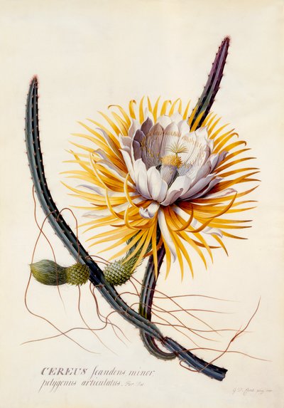 Cereus Queen of the Night, hand coloured engraving by "Georg Dionysius Ehret