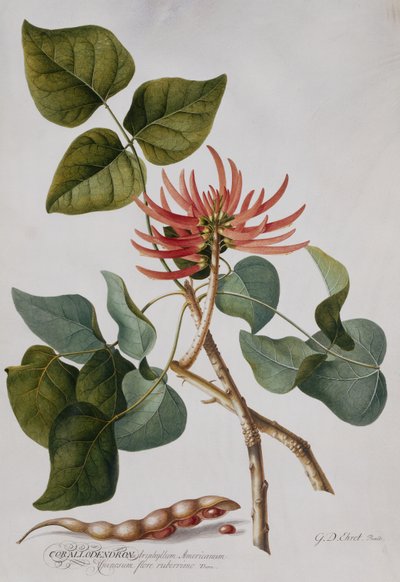 Coral Tree by Georg Dionysius Ehret