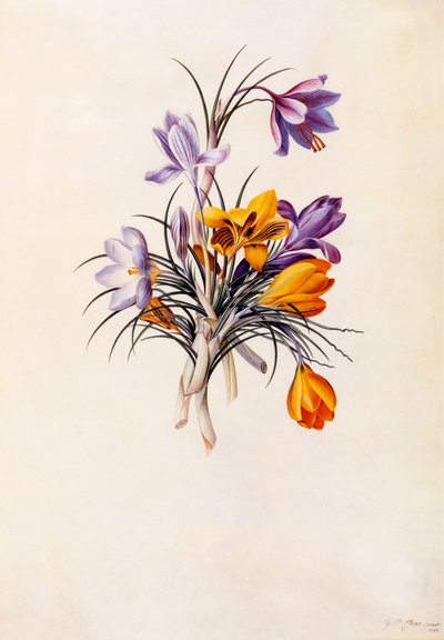 Crocuses, c. 1744 by "Georg Dionysius Ehret
