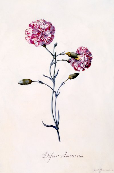 Difor Amourius Carnation by "Georg Dionysius Ehret