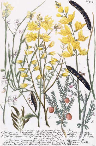 Genista by Georg Dionysius Ehret
